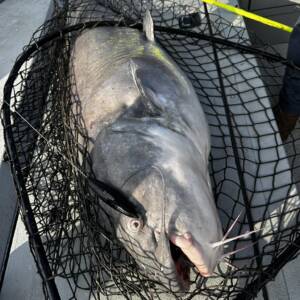 landing net for big catfish