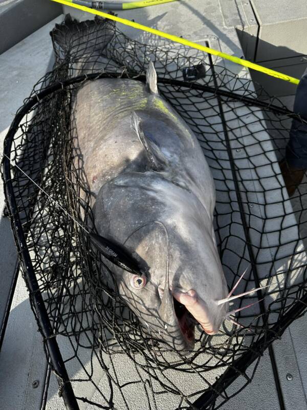 landing net for big catfish