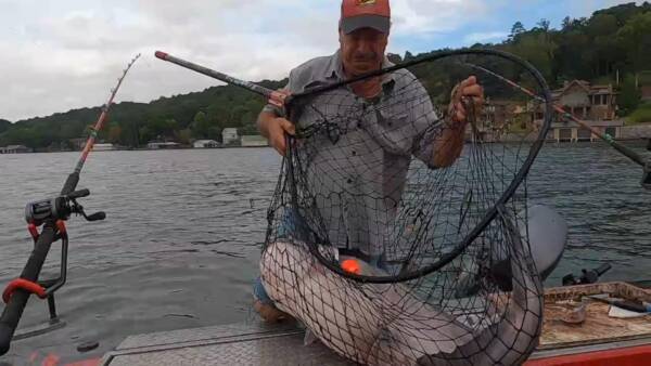 HydroWeb HD150 Catfish Landing Net