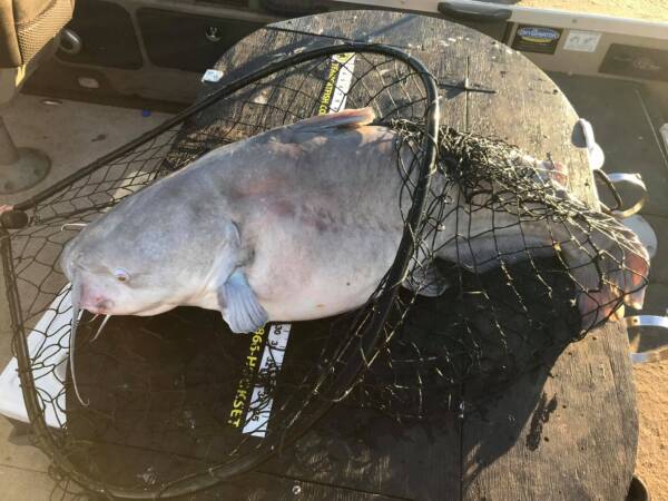 big landing net for catfish